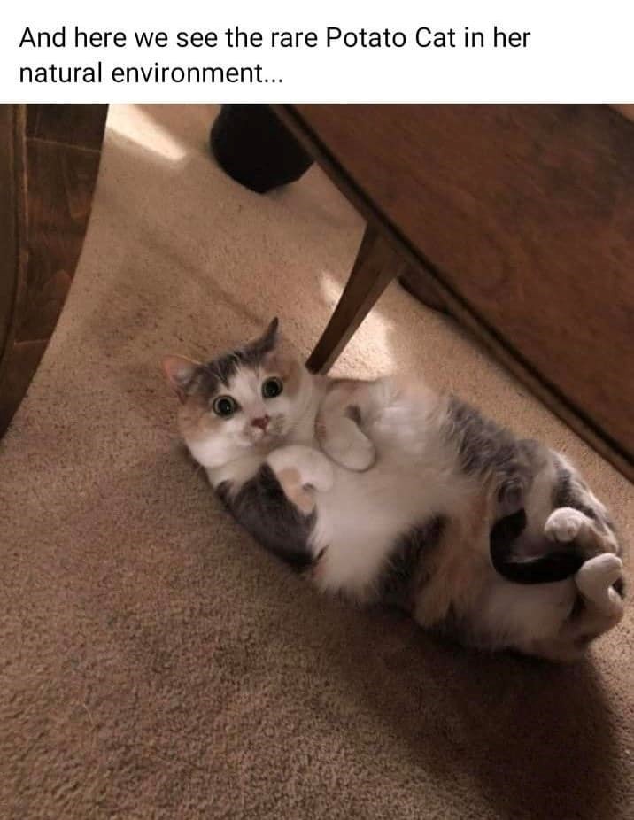 And here we see the rare Potato Cat in her natural environment...