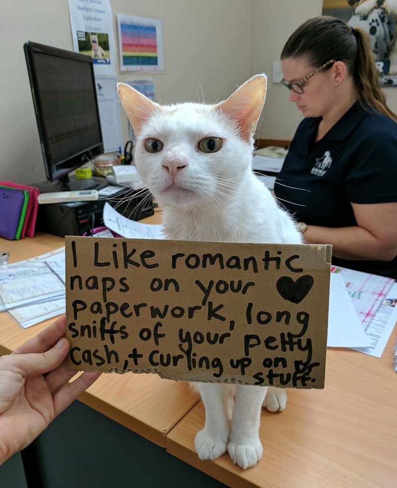 Welfare League Calendars $20 2017 I Like romantic naps on your paperwork, long sniffs of your petty Cash,+ Curling up on pr