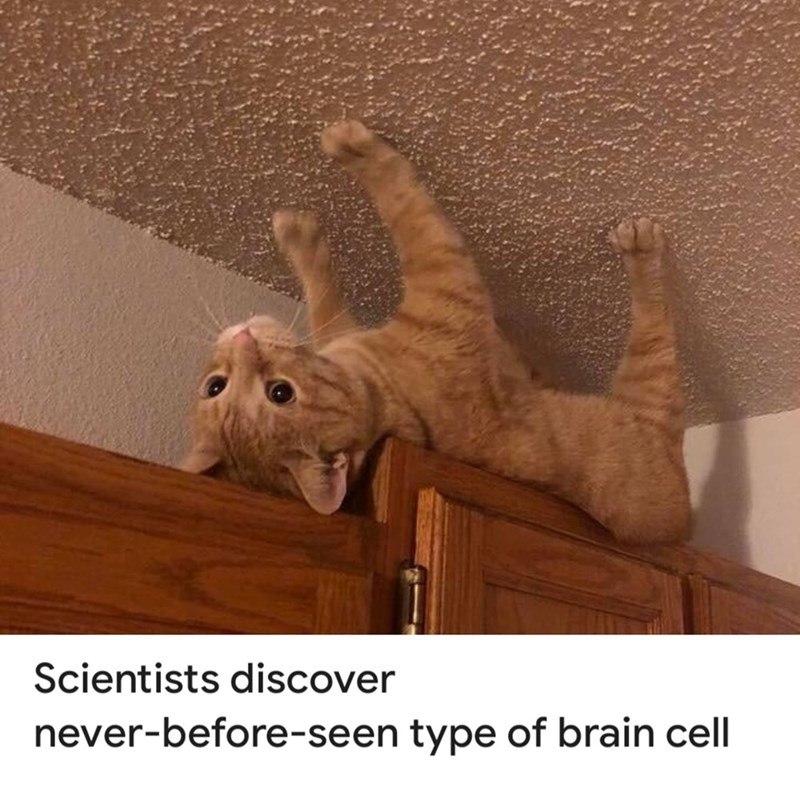 Scientists discover never-before-seen type of brain cell