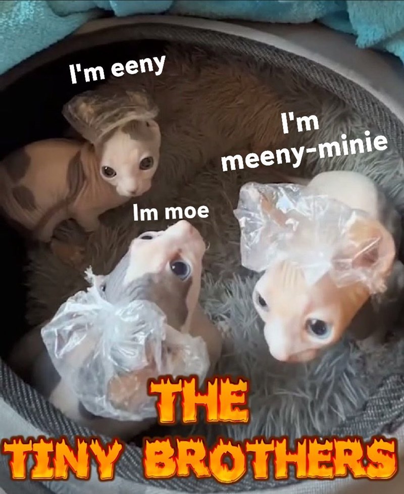 I'm eeny Im moe I'm meeny-minie THE TINY BROTHERS