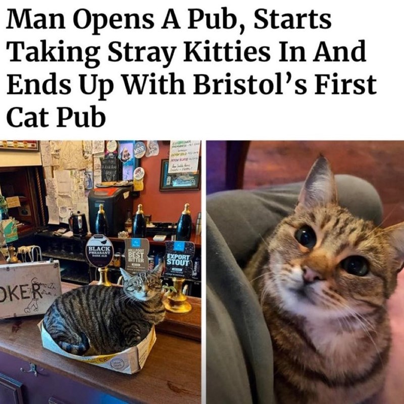 Man Opens A Pub, Starts Taking Stray Kitties In And Ends Up With Bristol's First Cat Pub OKER IN BLACK PHEASANT ine MILLFOOT BEST BITTER EXPORT STOUT