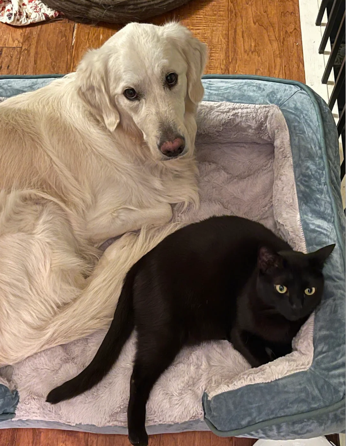 Cheezburger Image 10629668096