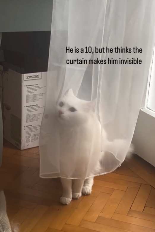 Zoofari He is a 10, but he thinks the curtain makes him invisible