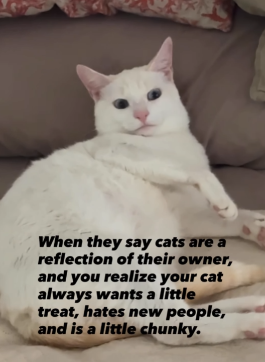 When they say cats are a reflection of their owner, and you realize your cat always wants a little treat, hates new people, and is a little chunky.