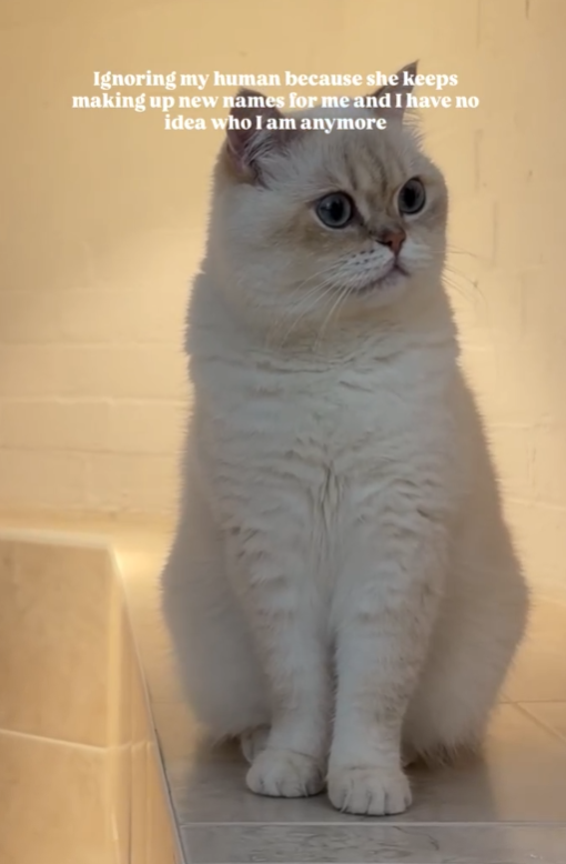 Ignoring my human because she keeps making up new names for me and I have no idea who I am anymore