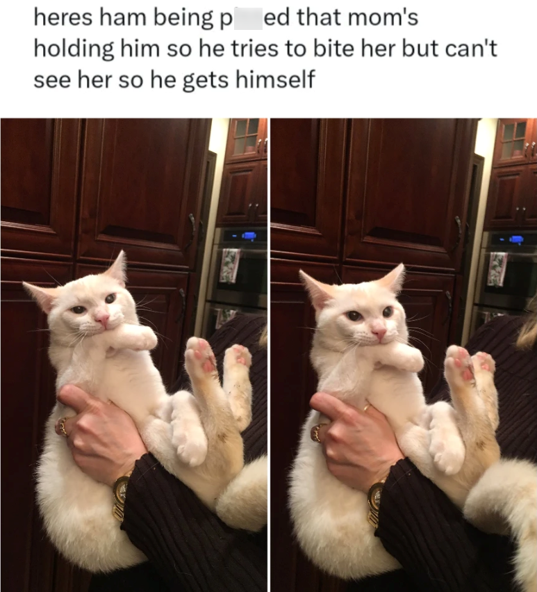 heres ham being ped that mom's holding him so he tries to bite her but can't see her so he gets himself
