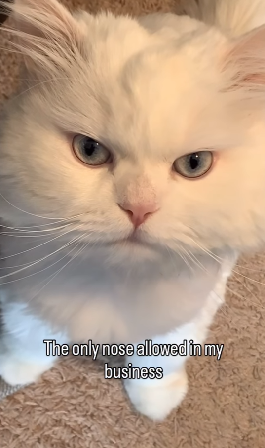 The only nose allowed in my business