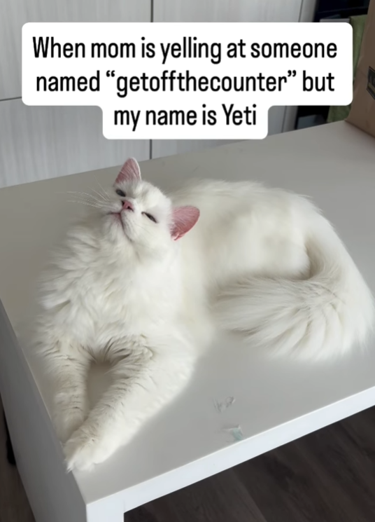 When mom is yelling at someone named "getoffthecounter" but my name is Yeti