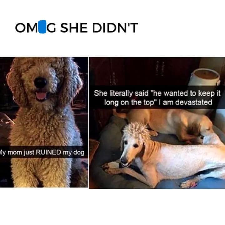 OM G SHE DIDN'T My mom just RUINED my dog She literally said "he wanted to keep it long on the top" I am devastated