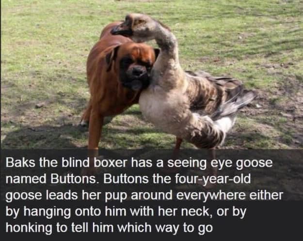 Baks the blind boxer has a seeing eye goose named Buttons. Buttons the four-year-old goose leads her pup around everywhere either by hanging onto him with her neck, or by honking to tell him which way to go