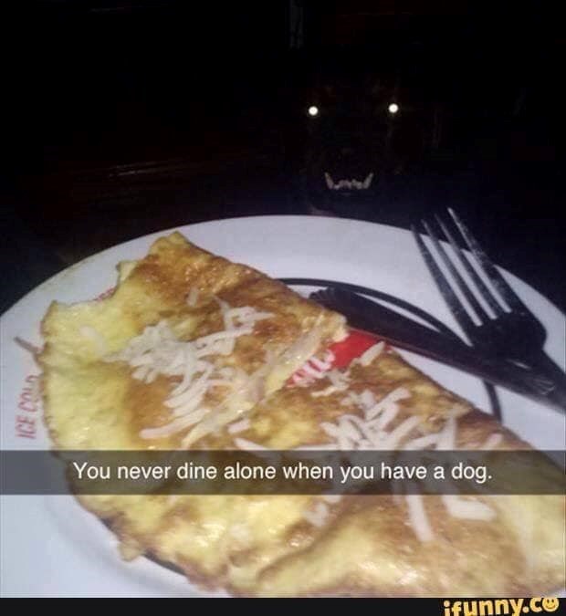 ICE COLD You never dine alone when you have a dog. ifunny.co