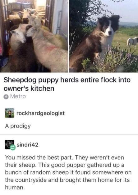 Sheepdog puppy herds entire flock into owner's kitchen Metro rockhardgeologist A prodigy sindri42 You missed the best part. They weren't even their sheep. This good pupper gathered up a bunch of random sheep it found somewhere on the countryside and brought them home for its human.