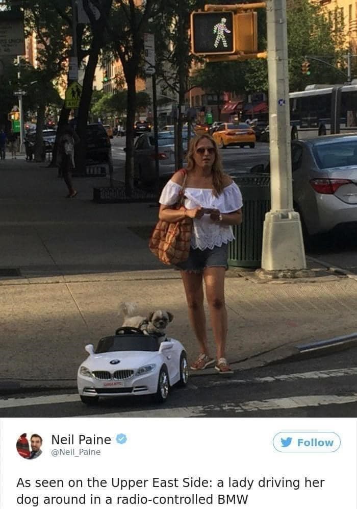 Neil Paine @Neil Paine Follow As seen on the Upper East Side: a lady driving her dog around in a radio-controlled BMW