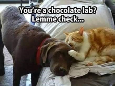 You're a chocolate lab? Lemme check...