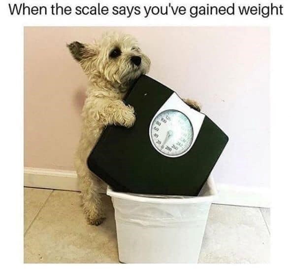 When the scale says you've gained weight 40 20 200 240