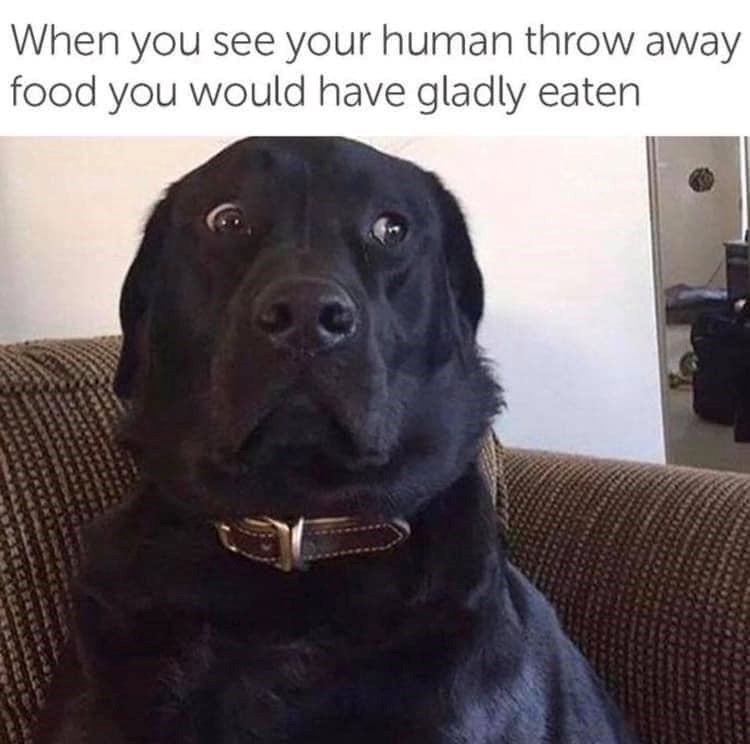 When you see your human throw away food you would have gladly eaten