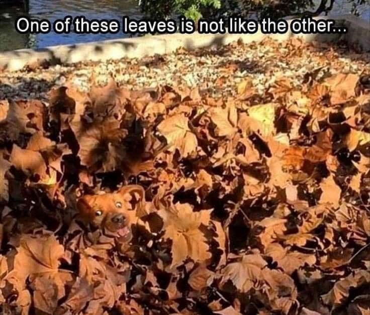 One of these leaves is not like the other...