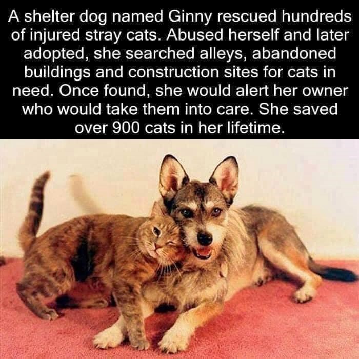 A shelter dog named Ginny rescued hundreds of injured stray cats. Abused herself and later adopted, she searched alleys, abandoned buildings and construction sites for cats in need. Once found, she would alert her owner who would take them into care. She saved over 900 cats in her lifetime.