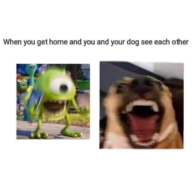 When you get home and you and your dog see each other