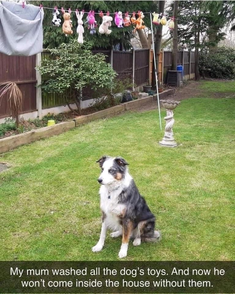 A My mum washed all the dog's toys. And now he won't come inside the house without them.