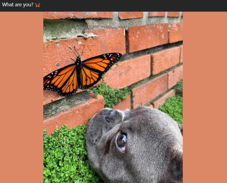 What are you?