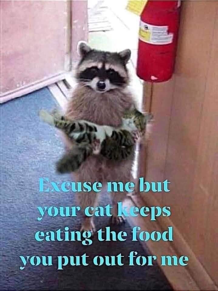Excuse me but your cat keeps eating the food you put out for me