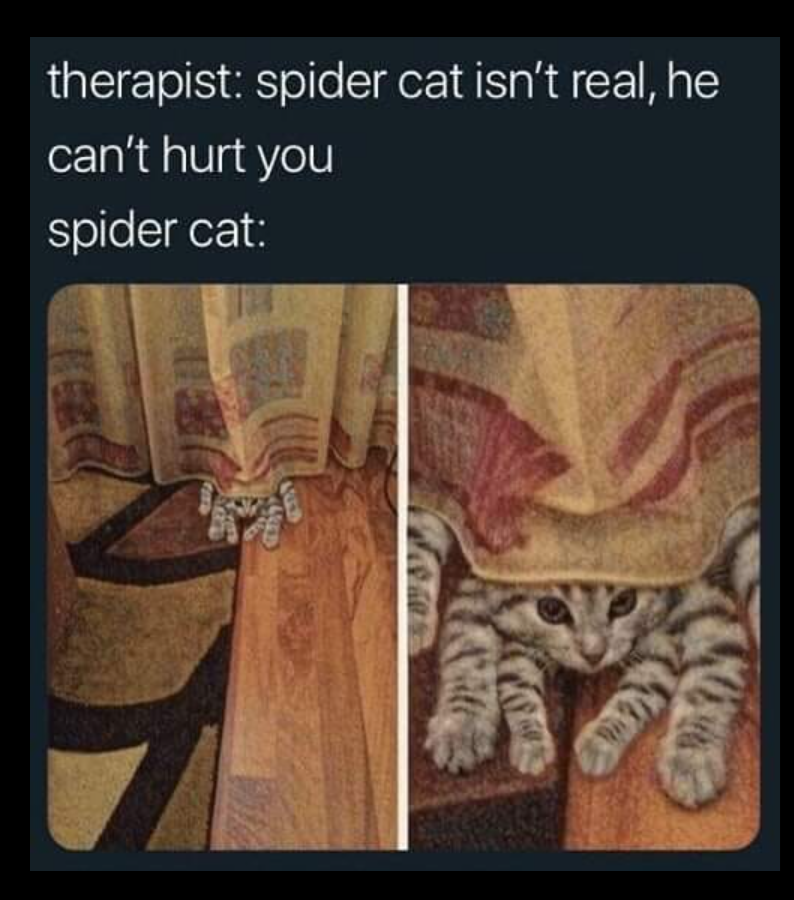 therapist: spider cat isn't real, he can't hurt you spider cat: 60339