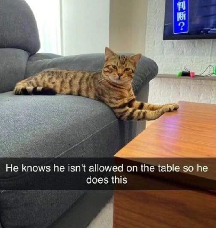 判断? He knows he isn't allowed on the table so he does this