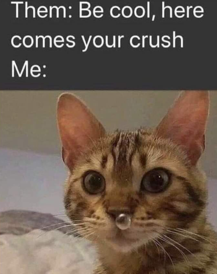 Them: Be cool, here comes your crush Me: