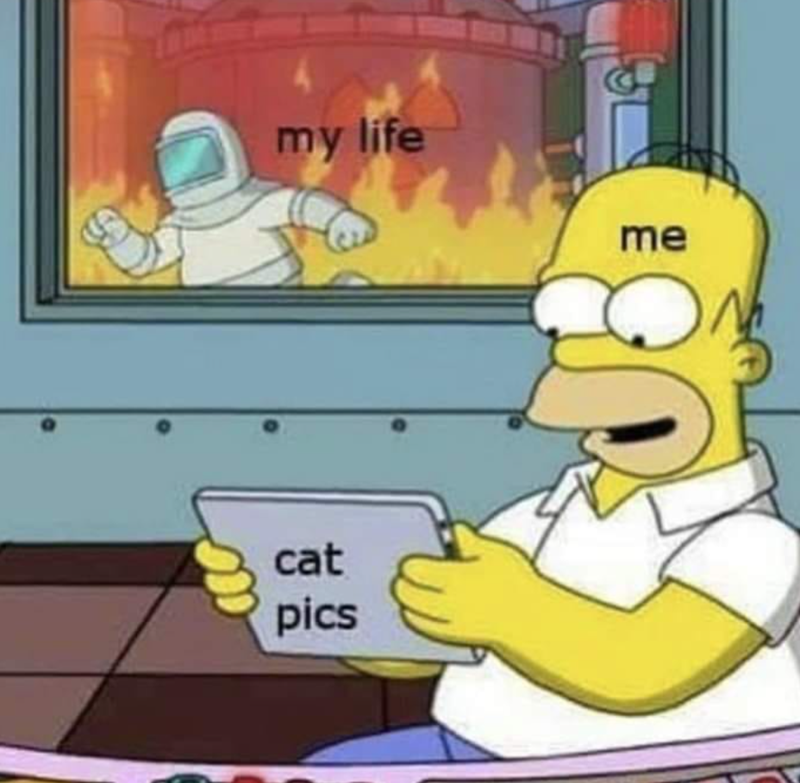 my life cat pics me