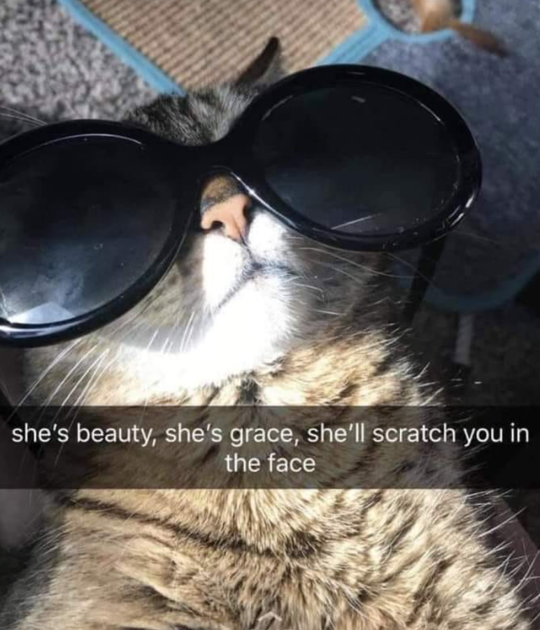she's beauty, she's grace, she'll scratch you in the face