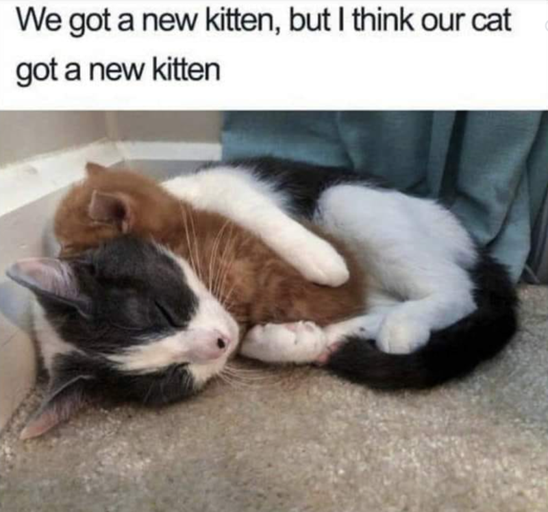 We got a new kitten, but I think our cat got a new kitten