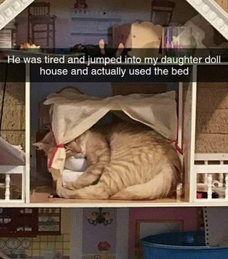 He was tired and jumped into my daughter doll house and actually used the bed