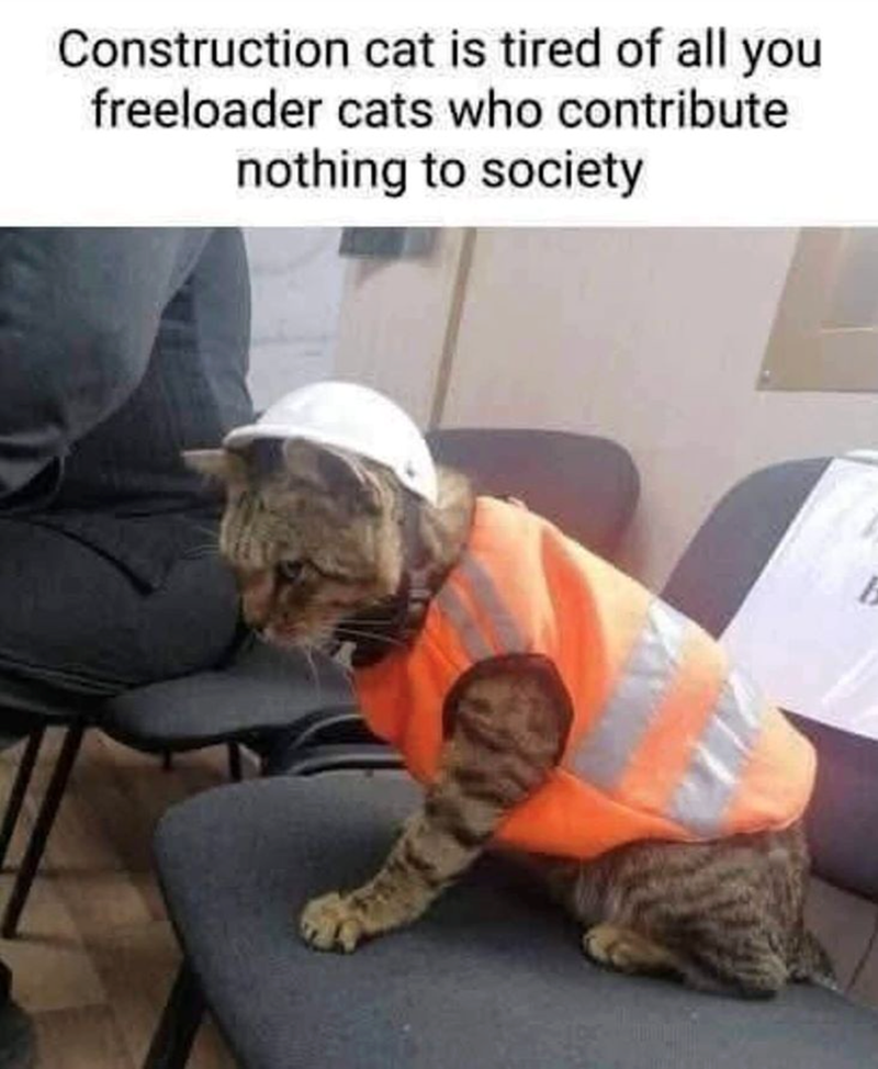 Construction cat is tired of all you freeloader cats who contribute nothing to society