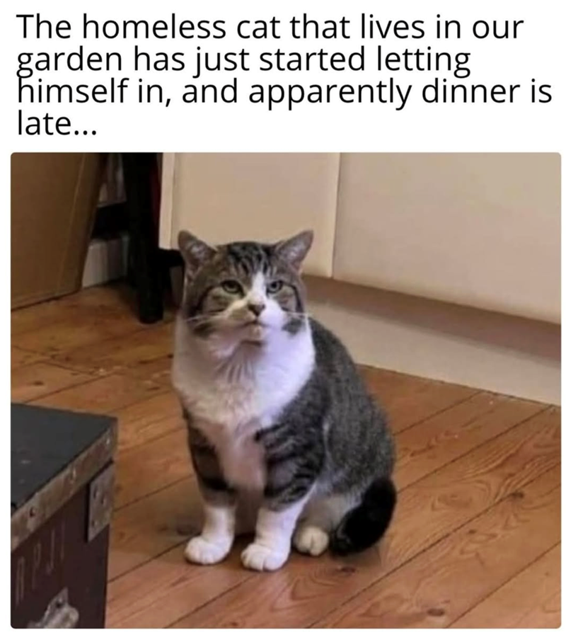 The homeless cat that lives in our garden has just started letting himself in, and apparently dinner is late...