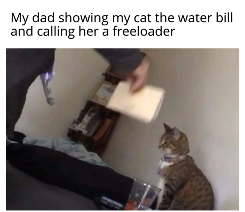 My dad showing my cat the water bill and calling her a freeloader