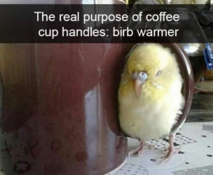 The real purpose of coffee cup handles: birb warmer