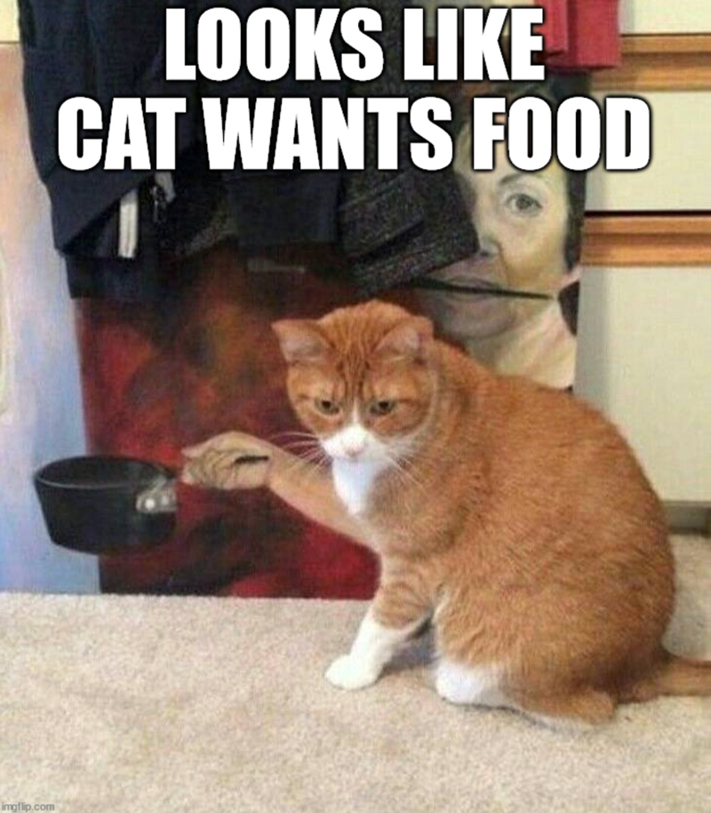 imgflip.com LOOKS LIKE CAT WANTS FOOD