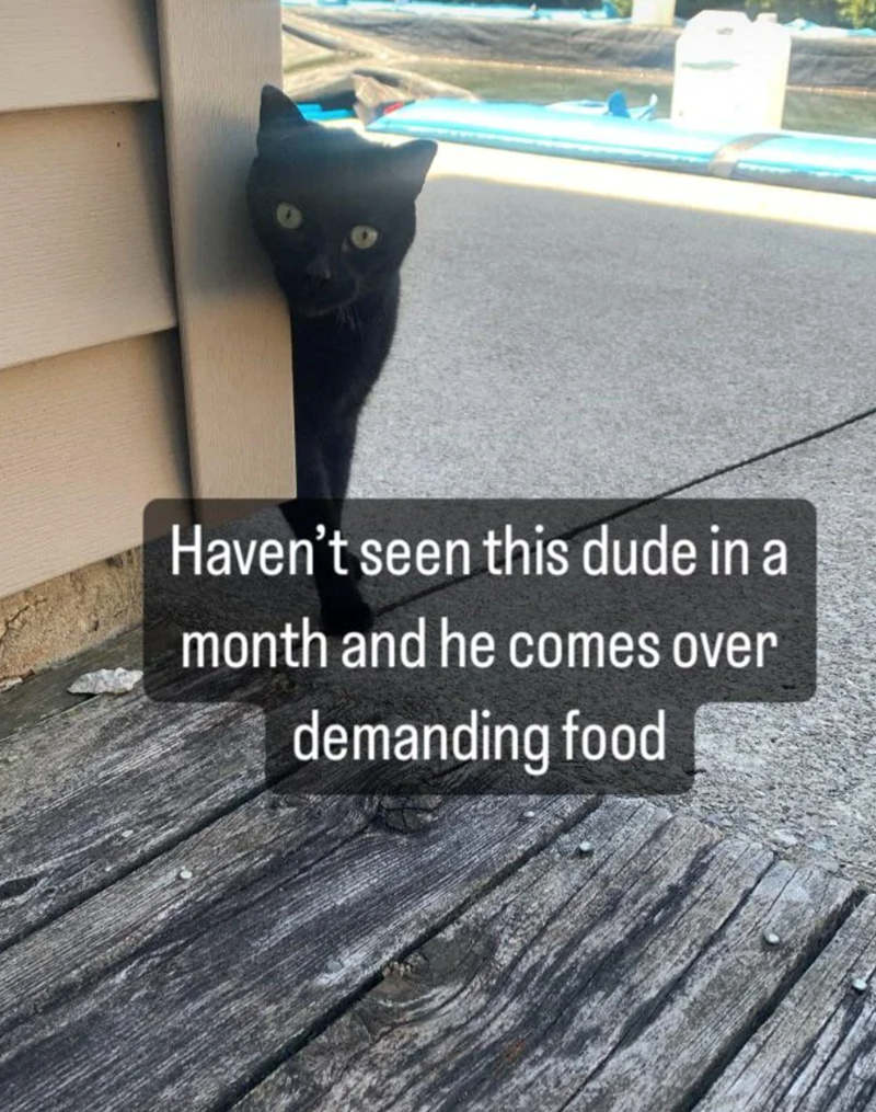 Haven't seen this dude in a month and he comes over demanding food