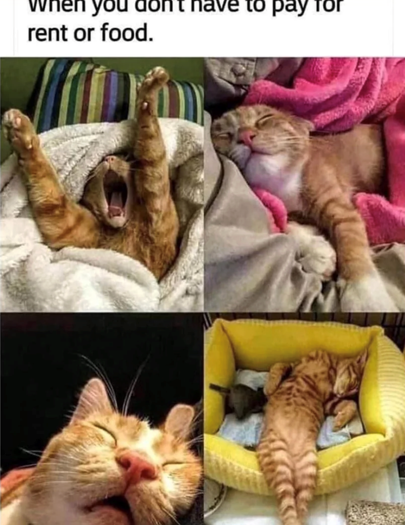 when you don't have to pay rent or food.