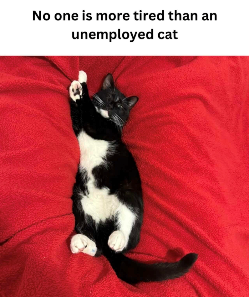 No one is more tired than an unemployed cat