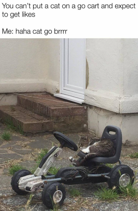 You can't put a cat on a go cart and expect to get likes Me: haha cat go brrrr