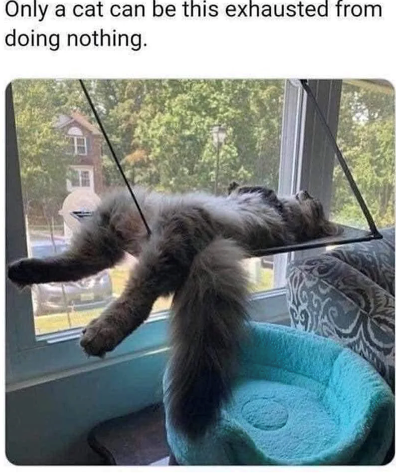 Only a cat can be this exhausted from doing nothing.