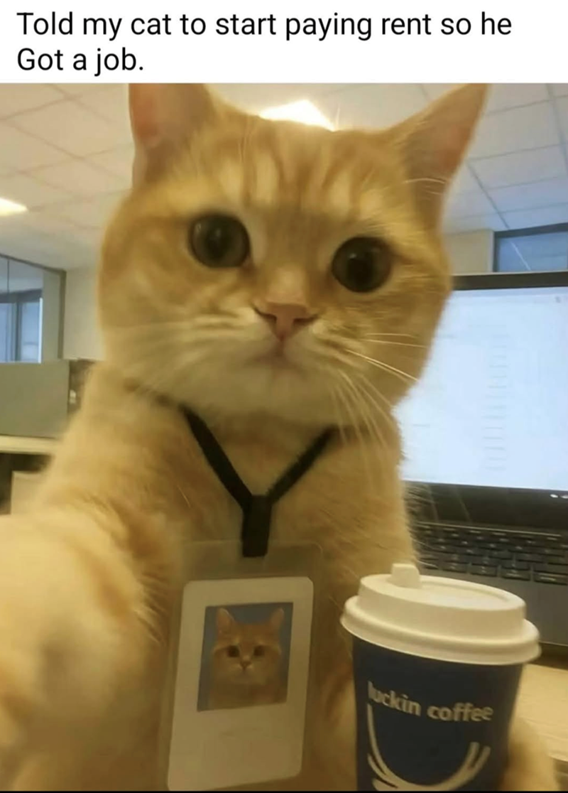 Told my cat to start paying rent so he Got a job. luckin coffee