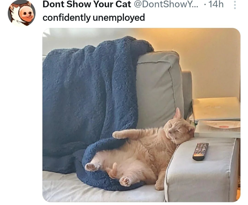 Dont Show Your Cat @DontShowY... 14h confidently unemployed
