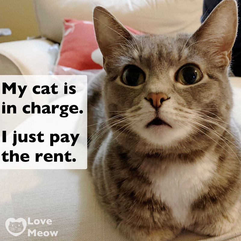 My cat is in charge. I just pay the rent. Love Meow