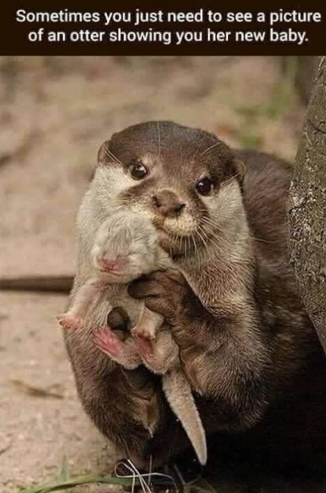 Sometimes you just need to see a picture of an otter showing you her new baby.