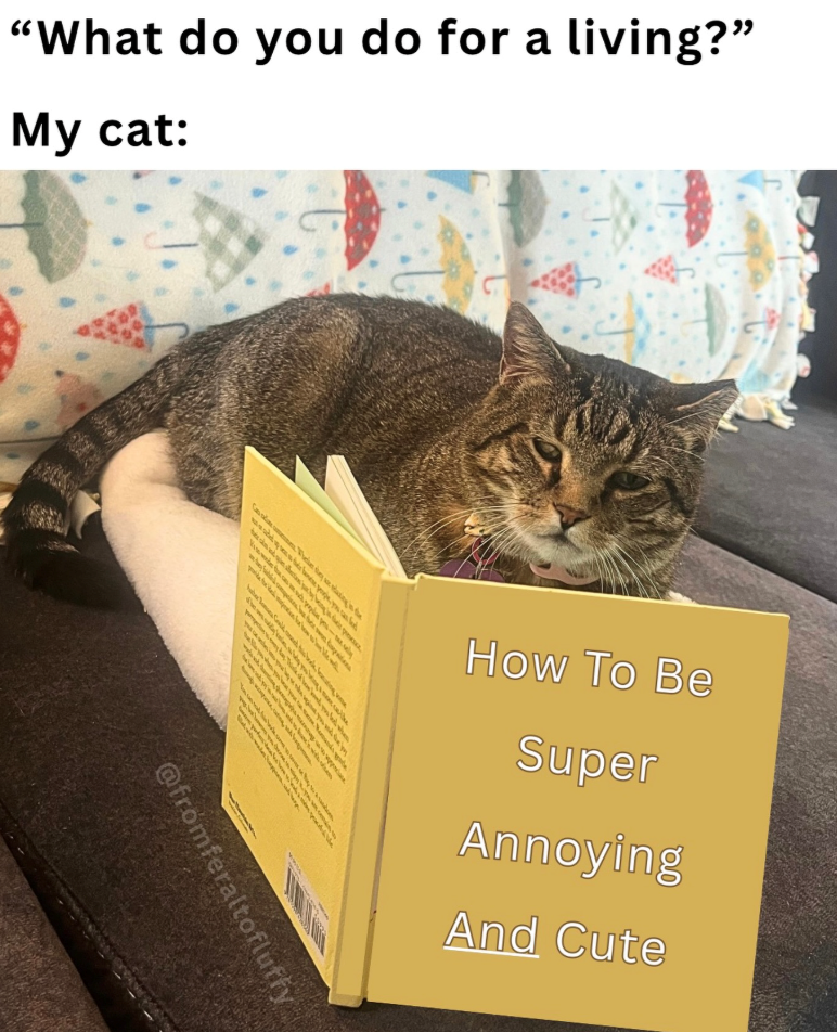"What do you do for a living?" My cat: Glen aing the How To Be Super Annoying And Cute @ eraltofluffy