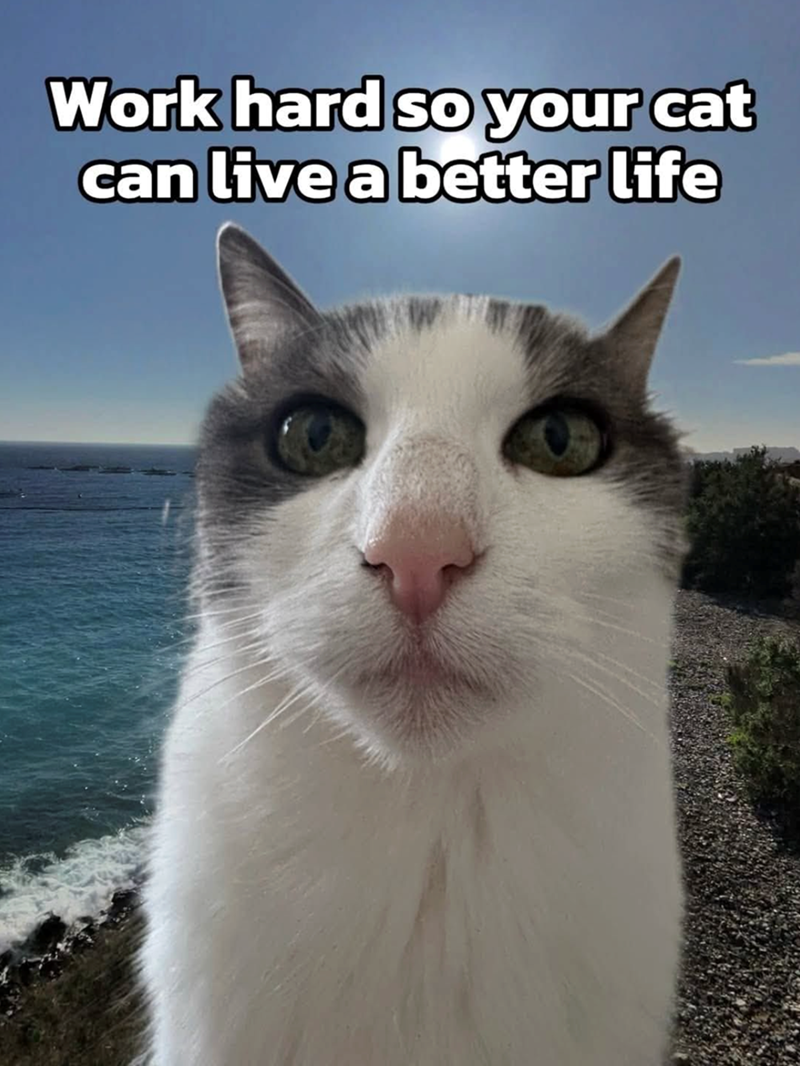 Work hard so your cat can live a better life