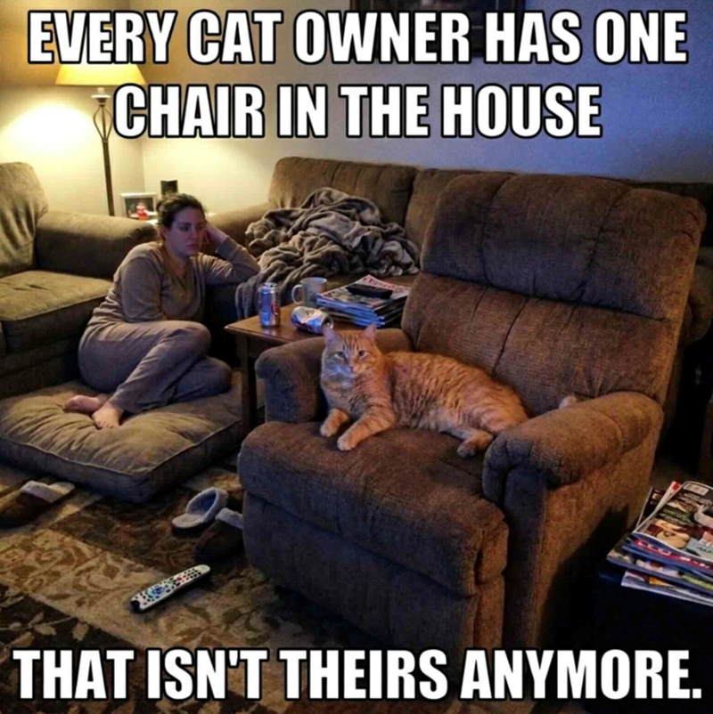 EVERY CAT OWNER HAS ONE CHAIR IN THE HOUSE THAT ISN'T THEIRS ANYMORE.